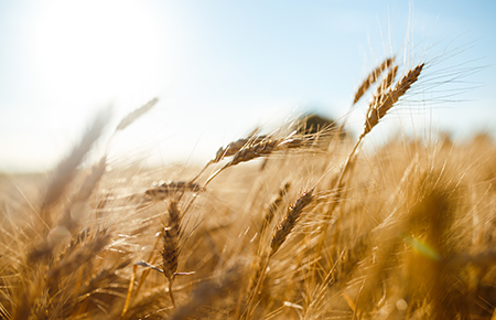 Agriculture