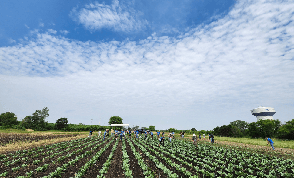 volunteers working in field